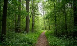 Hiking path through a lush forest